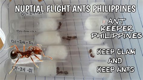 philippine ant|AntHub PH .